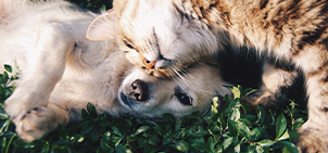 Chicopee Nassfutter für Hunde & Katzen